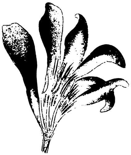Siebdruckschablone R2 Blüte